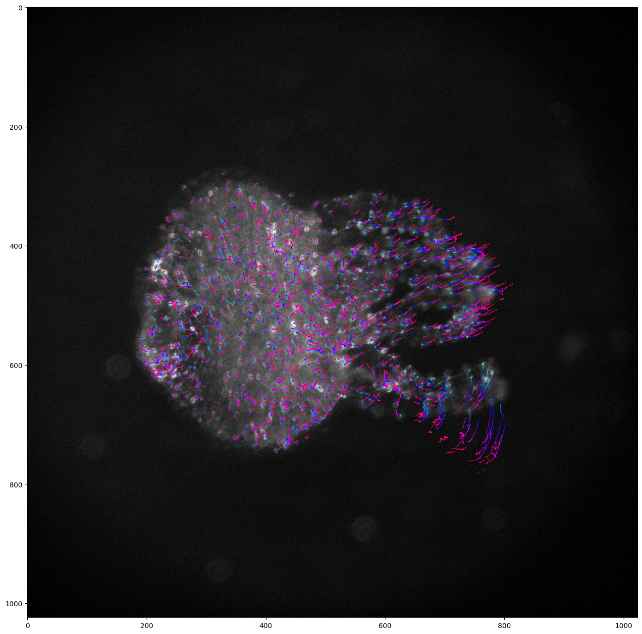 ../_images/run_examples_ByoTrack_fundamental_17_0.png