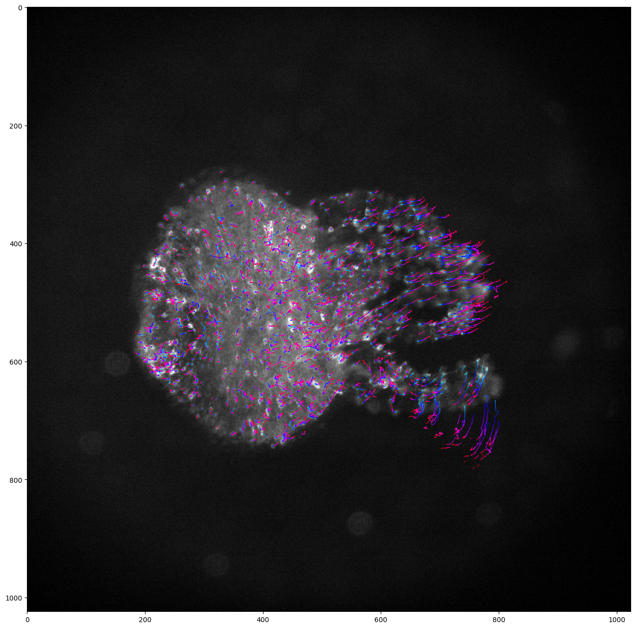 ../_images/run_examples_ByoTrack_fundamental_18_0.png