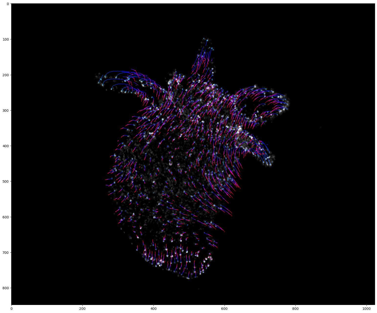 ../_images/run_examples_ByoTrack_fundamental_19_0.png