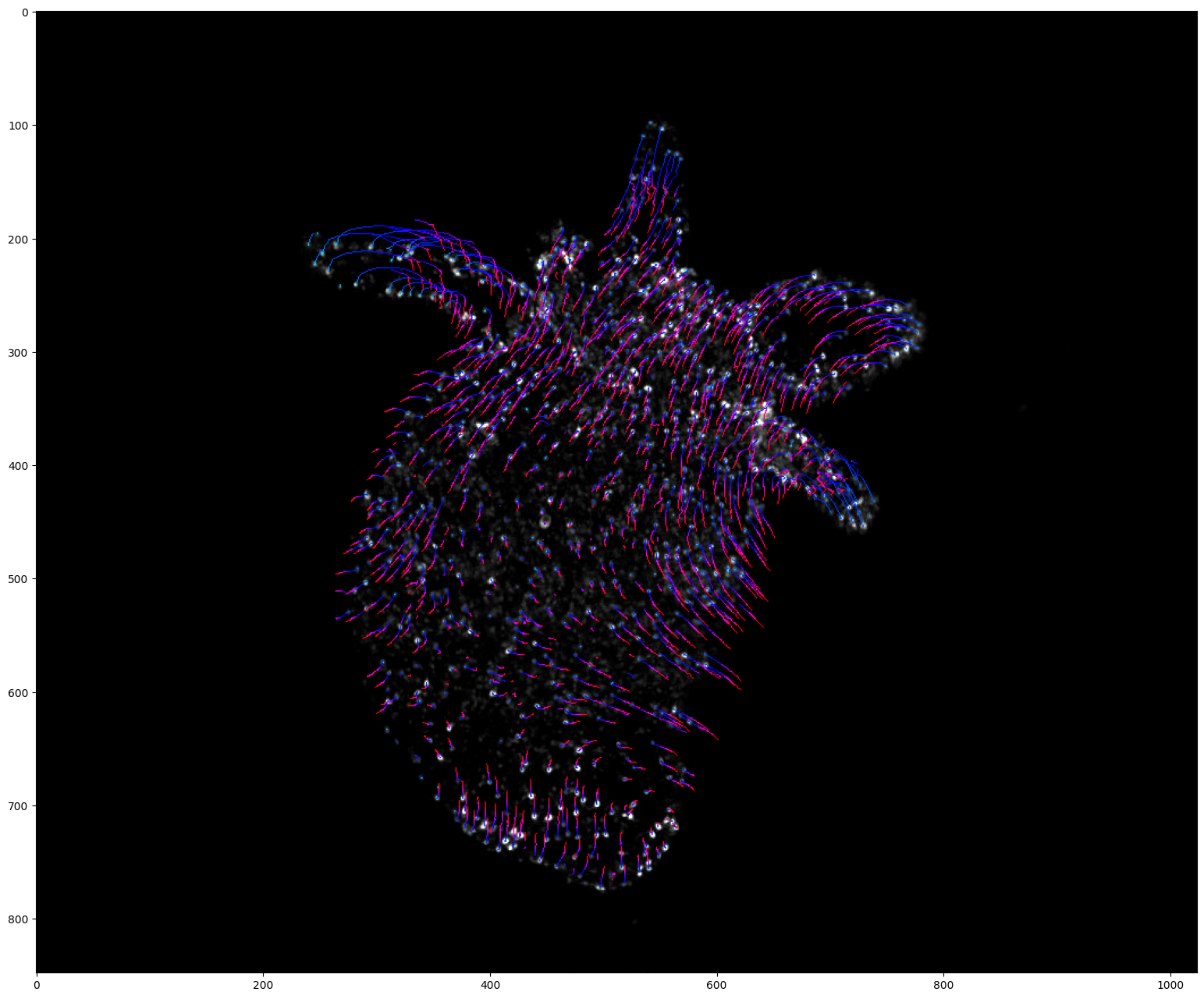 ../_images/run_examples_ByoTrack_fundamental_19_0.png